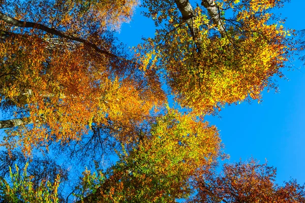 Zbliżenie Autumn Drzewa Tle Błękitnego Nieba — Zdjęcie stockowe