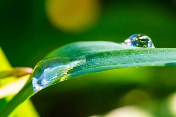 Closeup Green Sprout Water Drop — Stock Photo, Image