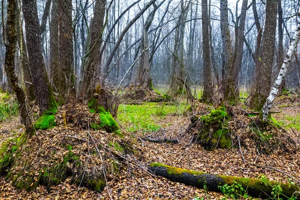 Calme Brumeux Pâle Automne Forêt Scène — Photo