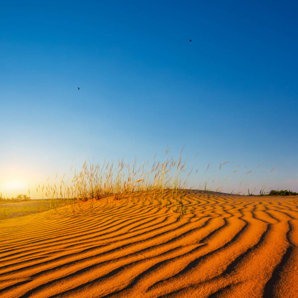 Красная песчаная пустыня на закате
