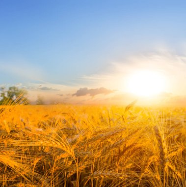 güzel yaz buğday alan gün batımında