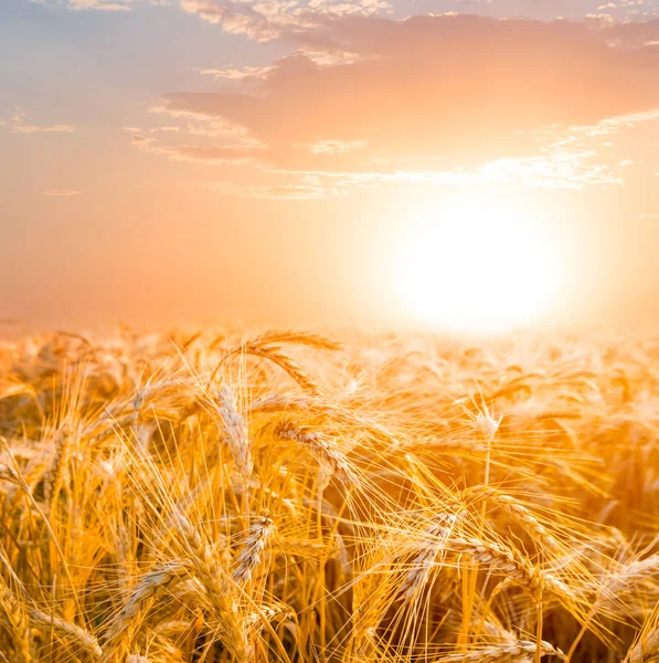 Closeup Wheat Field Sunset — Stock Photo, Image