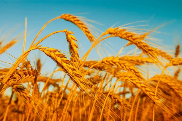 Крупный План Колосьев Пшеницы Голубом Небе — стоковое фото