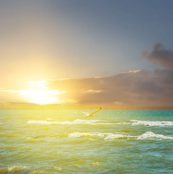 海鸥飞越翡翠海在日落 — 图库照片