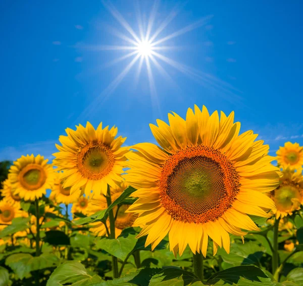 Beau Gros Plan Tournesols Dorés Sous Soleil Scintillant — Photo