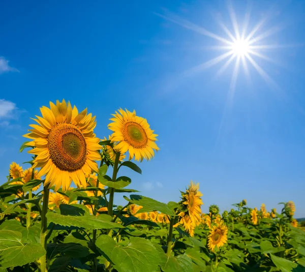Красивые Подсолнухи Сияющим Солнцем — стоковое фото