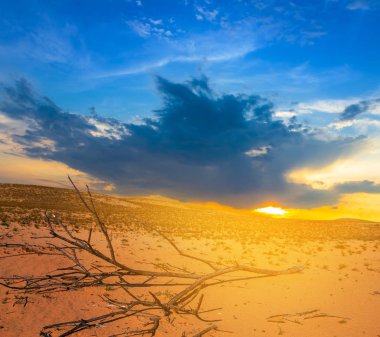 günbatımı Kum Çölü'nde kuru ağaç dalı yalan