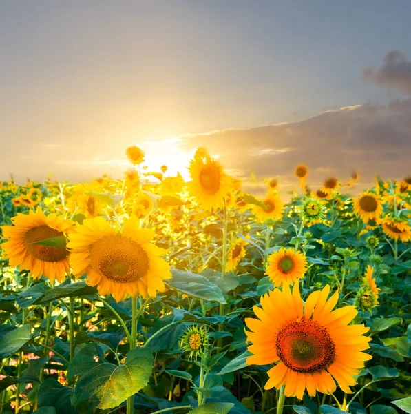 Goldene Sonnenblumenfelder Bei Sonnenuntergang — Stockfoto