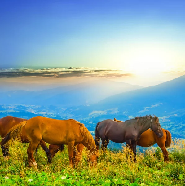 Una Manada Caballos Marrones Pastando Pastizal Montaña — Foto de Stock