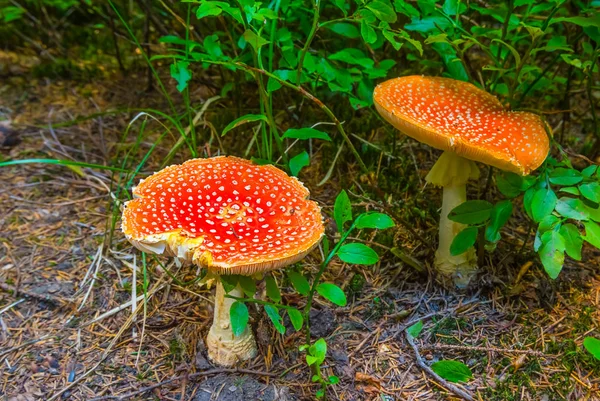 Par Closeup Cogumelo Flyagaric Vermelho Uma Floresta — Fotografia de Stock