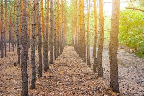 Forêt Pins Verts Soleil — Photo