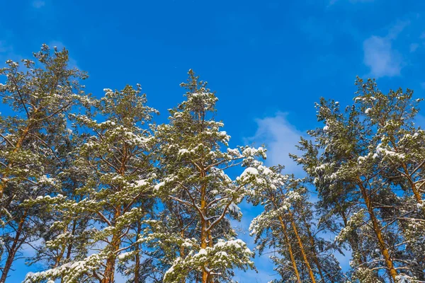 Gros Pins Dans Une Neige Sur Fond Ciel Bleu — Photo