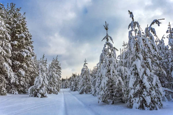 Χειμώνα Ελατοδάσος Ένα Χιόνι Κάτω Από Ένα Συννεφιασμένο Ουρανό — Φωτογραφία Αρχείου