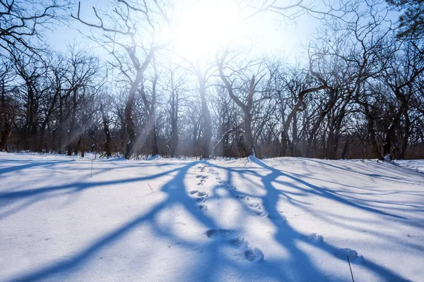 雪中的长阴影 阳光下的冬日森林 — 图库照片