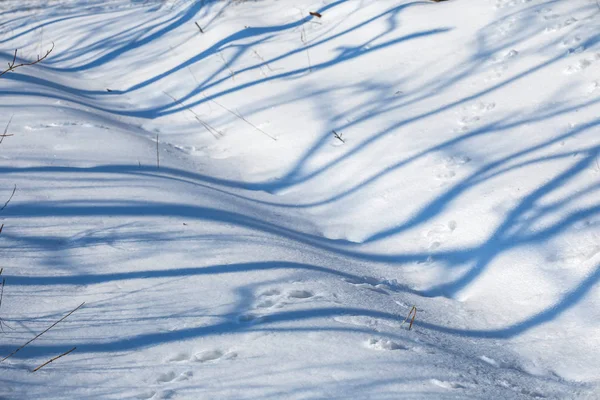 Primer Plano Sombra Larga Sobre Una Nieve Fondo Natural —  Fotos de Stock