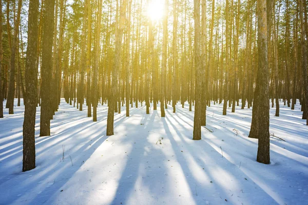 冬天冰封松树林在阳光下 — 图库照片