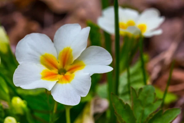 Beautiful Closeup White Spring Flower — Stock Photo, Image