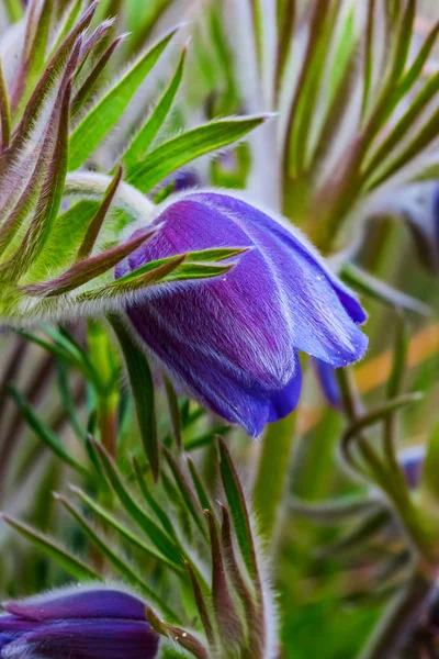 Beautiful Closeup Violet Spring Bell Flowers — Stock Photo, Image
