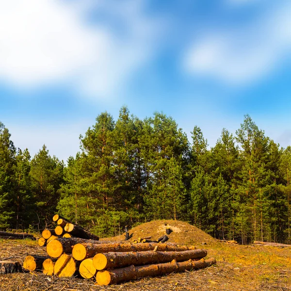 Heap Pine Tree Trunk Forest Glade — Stock Photo, Image