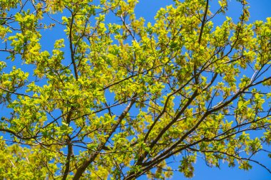 closeup mavi gökyüzü arka plan ağaç bahar yeşil