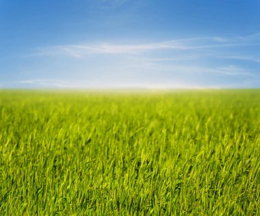 güzel bahar kırsal alan, doğal arka plan