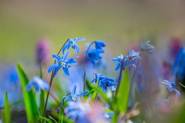 sessiz sahne, mavi bahar çiçek büyüme bir ormanda