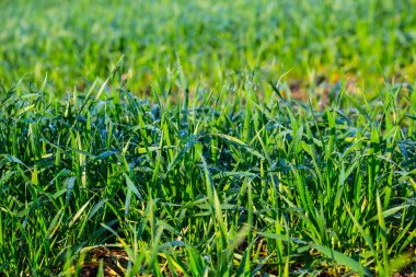 tatlı yeşil otların arasında bir su damlası