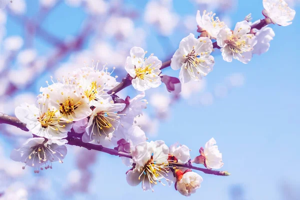 Feche Ramo Árvore Cereja Primavera Uma Flor — Fotografia de Stock