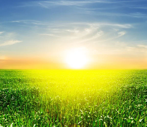 Platteland Landschap Groen Veld Bij Dramatische Zonsondergang — Stockfoto