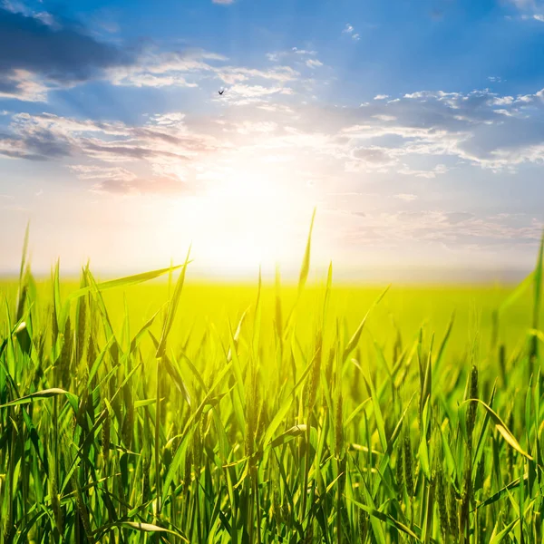 Красивое Зеленое Поле Закате — стоковое фото