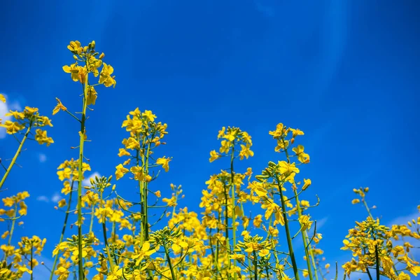 Nahaufnahme Gelbe Rapsblüten Auf Blauem Himmel Hintergrund — Stockfoto