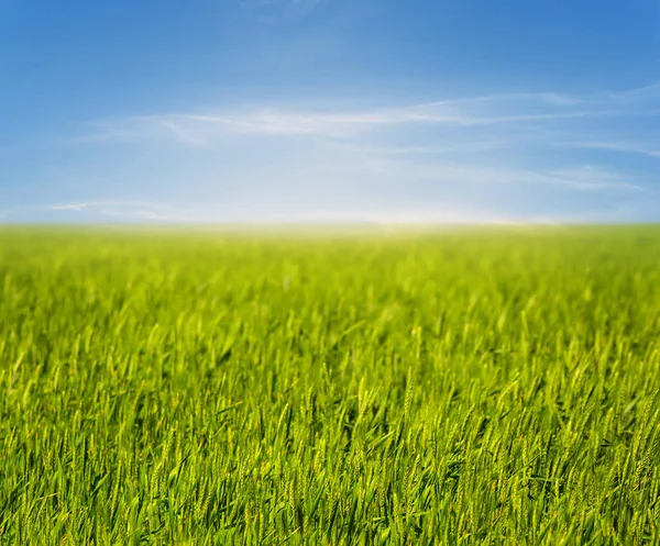 Vackra Våren Landsbygdens Fältet Naturlig Bakgrund — Stockfoto