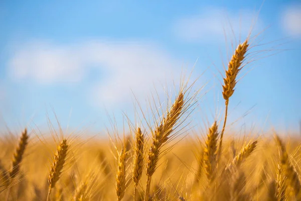 Красивый Крупным Планом Летом Пшеничное Поле Сцены — стоковое фото