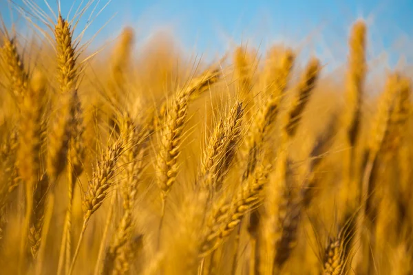 Närbild Gyllene Vete Öronen Blå Himmel Bakgrund — Stockfoto