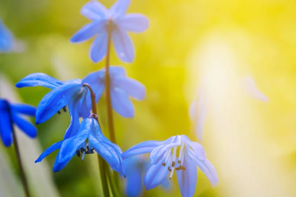 日光クローズ アップ青い春の花 — ストック写真