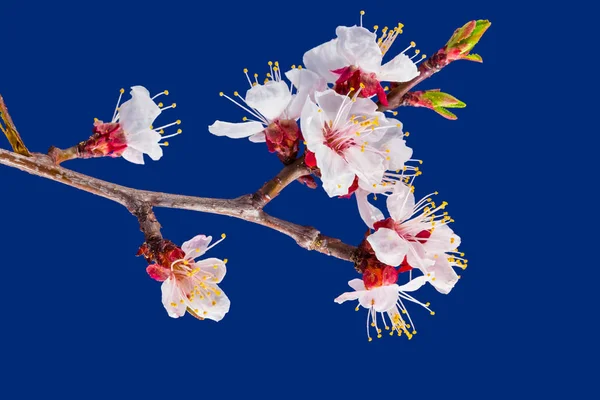 Closeup Cherry Tree Branch Dark Blue Background — Stock Photo, Image