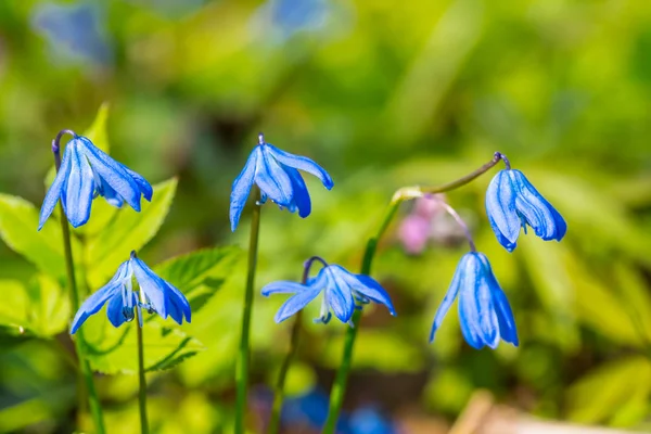 Mooie Close Blauwe Lentebloemen Een Forest — Stockfoto