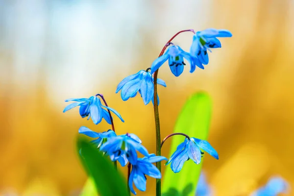 Bir Ormandaki Closeup Mavi Çan Bahar Çiçekleri — Stok fotoğraf