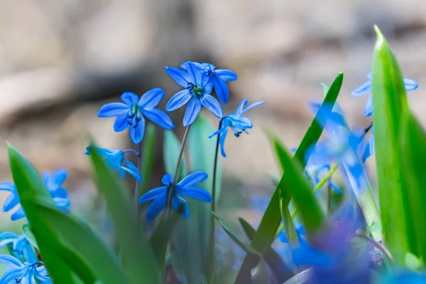 美しいクローズ アップ青い春の花 — ストック写真