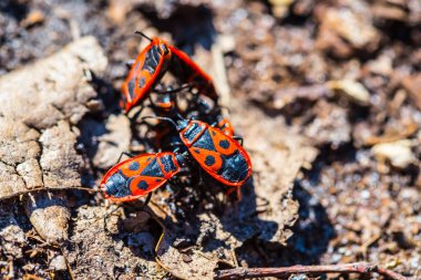 küçük kırmızı hata çalıştırmak bir yere tarafından