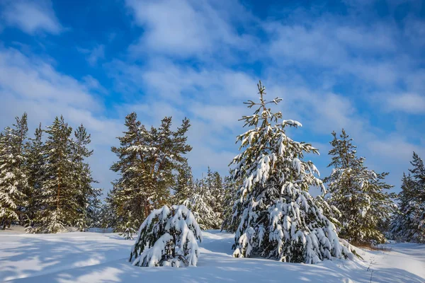 Bosque Pinos Invierno Una Nieve —  Fotos de Stock