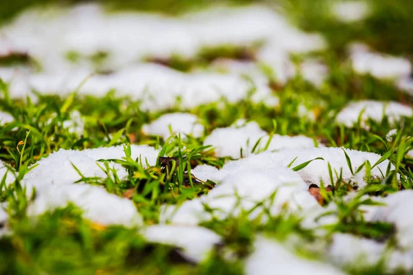 Primer Plano Hierba Verde Entre Una Nieve Derretida — Foto de Stock
