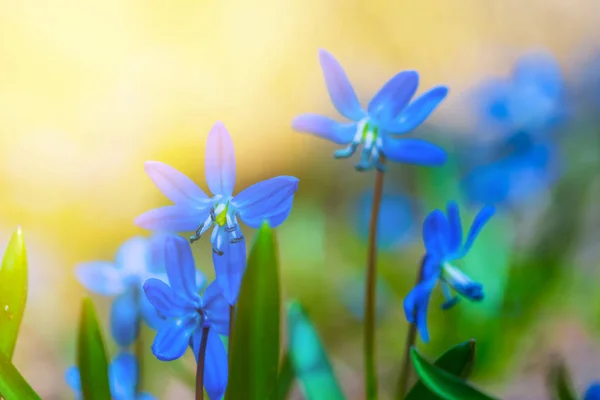 Beautiful Closeup Blue Spring Flowers — Stock Photo, Image