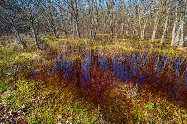 Bosque Agua Paisaje Primaveral — Foto de Stock