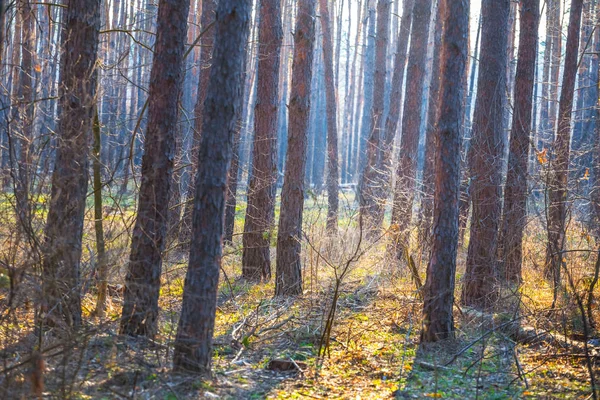 Primer Plano Bosque Pinos Una Niebla Azul — Foto de Stock