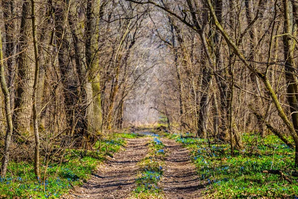 Route Sol Travers Une Forêt Printanière — Photo