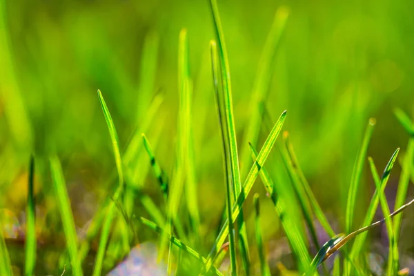 Brotes Hierba Verde Primavera Primer Plano Fondo Natural — Foto de Stock