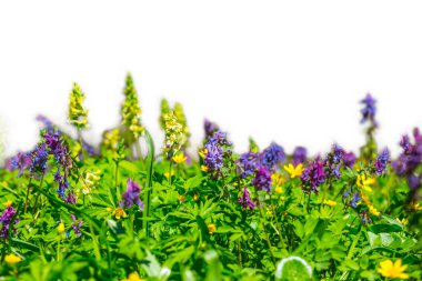 doğal arka plan, beyaz bir arka plan izole closeup bahar çiçekleri