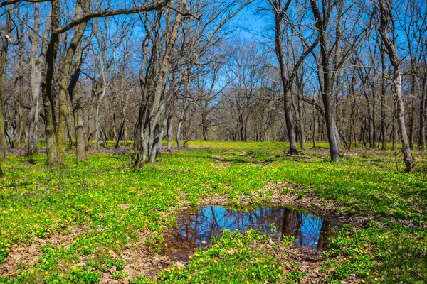 Pequeño Estanque Claro Bosque Verde Escena Primavera — Foto de Stock