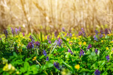 bir ormandaki güzel bahar çiçekleri